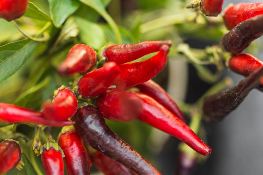 Chili Peppers play an essential role in Mexican culture
