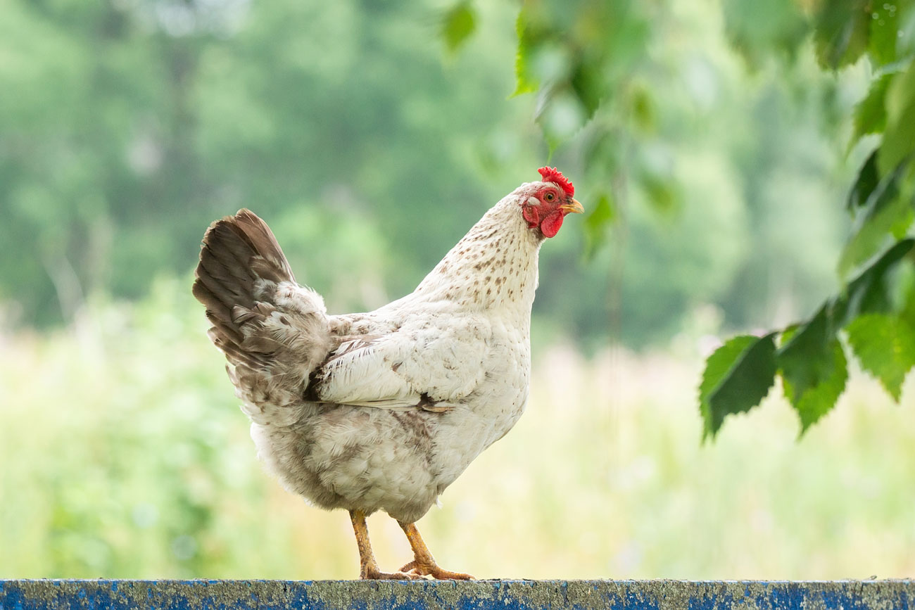 9 Surprising Facts About Chicken Everyone Should Know About - El Pollo